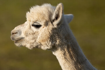 Naklejka premium Close Up Portrait of a White Alpaca in Warm Golden Morning Light