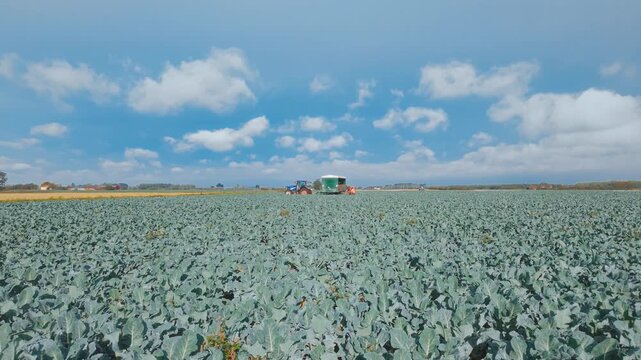 Blue sky drifts over vast green cabbage field