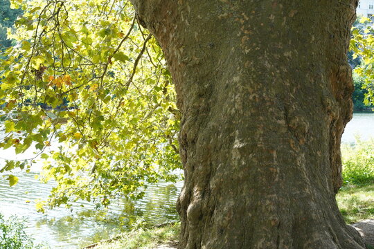 Nahaufnahme des massiven Stammes und des gr&uuml;nen Laubes einer alten Ahornbl&auml;ttrigen Platane (Platanus x hispanica) am Ufer des Lietzensees in Berlin-Charlottenburg im Sp&auml;tsommer