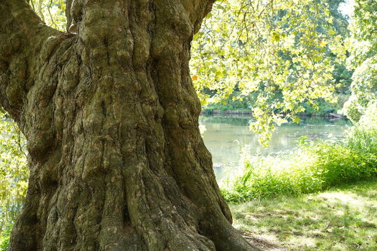 Detailaufnahme des m&auml;chtigen, knorrigen Stamm einer alten Ahornbl&auml;ttrigen Platane (Platanus x hispanica) mit Blick auf den sonnenbeschienenen Lietzensee in Berlin-Charlottenburg im Sp&auml;tsommer
