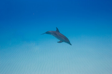 Bottlenose dolphins near the Bahamas © willtu