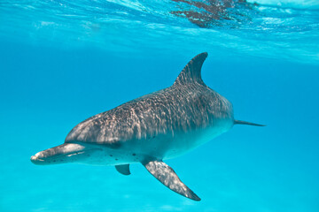 Bottlenose dolphin near the Bahamas © willtu
