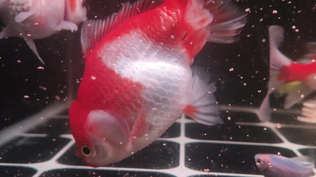 Red and white goldfish swimming and eating in aquarium