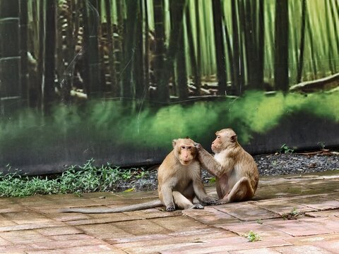 Two macaque monkeys sitting outdoors social grooming.