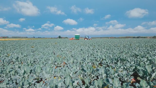Vast field of green cabbage plants stretches under blue sky