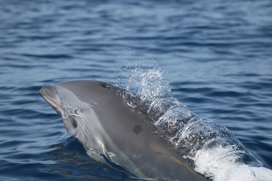 dauphin de fraser dans les eaux des petites antilles en martinique