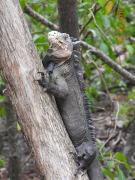 Iguane male gris petites antilles sur un arbre &agrave; l'ilet chancel