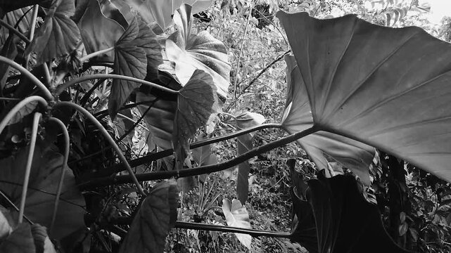 Monochrome close up of giant tropical elephant ear leaves in forest rain time