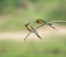 Obraz premium Blue tailed bee eater birds resting on a perch 