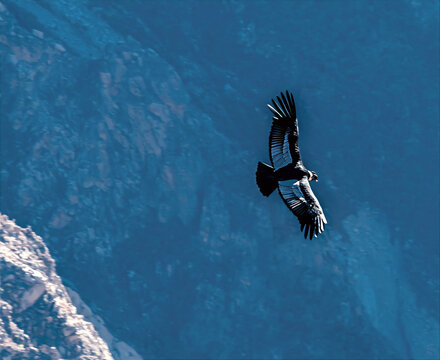 A view of an adult Andean condor in flight at the Condor cross viewpoint in the Colca Canyon region in southern Peru in the early morning