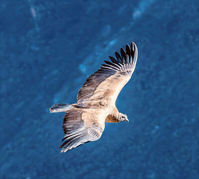 A close up view of a young  Andean condor in flight at the Condor cross viewpoint in the Colca Canyon region in southern Peru in the early morning