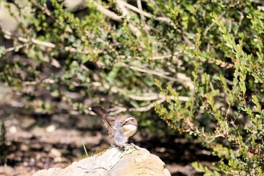 Wild White-browed Babbler (Pomatostomus superciliosus) with rabbit fur in beak, South Australia