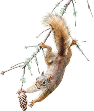 squirrel on a white background