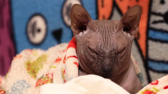 Close-up of a hairless cat snuggled up in a blanket, showing its unique appearance and cozy pose