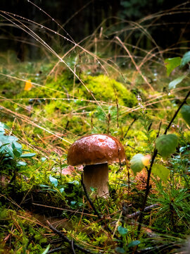 orange cap boletus