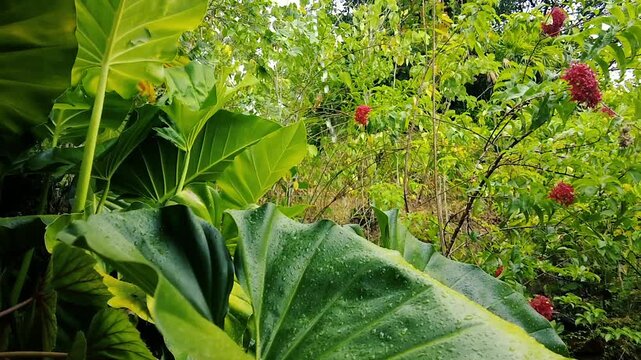 Lush tropical garden with wet elephant ear leaves and blooming red flowers rain time