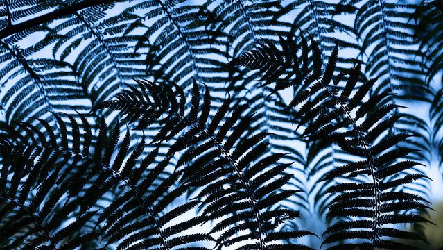 Frondes de foug&egrave;re arborescente en contre-jour dans le parc national Abel Tasman