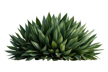 Obraz premium Wide dense green agave plant