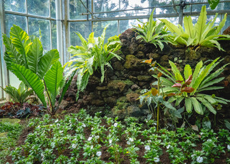 Tropical ferns and lush foliage growing among moss-covered rocks in a greenhouse garden, creating a vibrant botanical landscape. © Nuzul