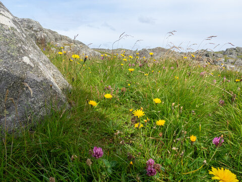 Coastal Meadow and Rocky Landscape in Norway
A serene coastal landscape featuring grassy meadows, wildflowers, and weathered rock for-mations under a soft, partly cloudy sky. The images capture the qu