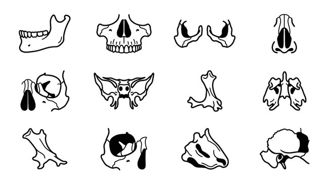Human Skull Anatomy Icons Set Isolated on Transparent Background