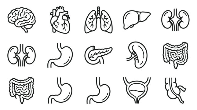 Set of medical icons representing human organs: brain, heart, lungs, liver, kidneys, stomach, pancreas, spleen, intestines, bladder, aorta. Isolated on white.