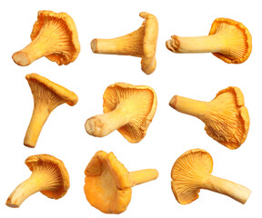 Fresh chanterelles isolated on white, set. Edible mushrooms © New Africa