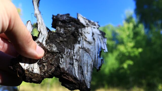 A person grasping a wooden fragment, likely used for crafting or building