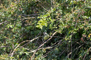 Juvenile great tit in a hawthorn hedge © fluffandshutter