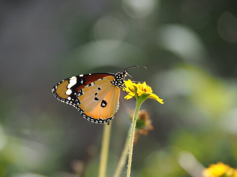 butterfly on a flower plain tiger butterfly side profile on yellow flower orange wings, white spots, and probing head against soft green background bokeh