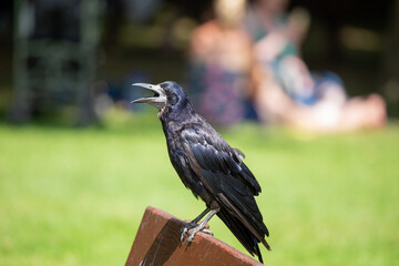 Adult rook perched on a wooden post © fluffandshutter