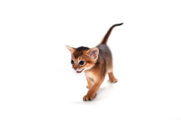 Obraz premium Small Abyssinian kitten walks confidently on white background. Ears perked up, eyes focused forward. Tail held high, paws poised mid-step