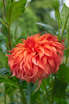 Orange decorative Dahlia Pointed petals