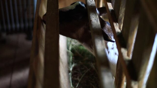 A baby goat munches on hay in a rustic barn setting