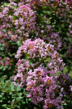 Close up of blooming pink crape myrtle flowers in summer garden with copy space background