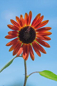 Close up of blooming chocolate sunflower under clear blue sky in summer with copy space