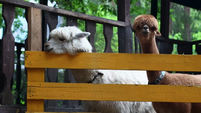 Two llamas standing side by side