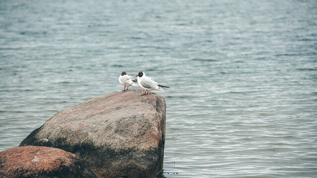 Two black-headed gulls perch on a rock in calm coastal waters
