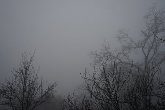 foggy autumn landscape with bare tree branches silhouetted against grey sky