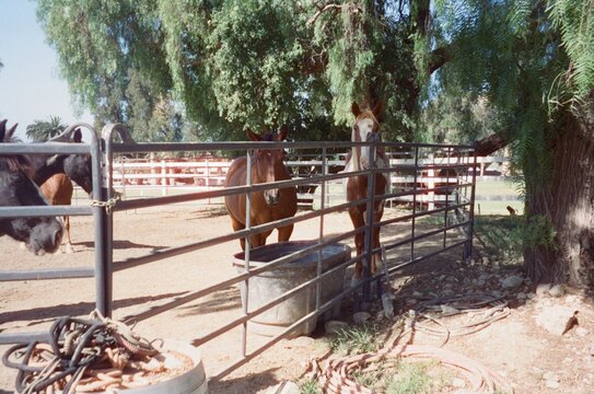 Horses Standing at Metal Fence in Sunny Ranch Corral