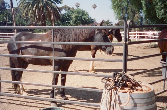 Two Brown Horses Standing in Sunny Ranch Corral with Palm Trees