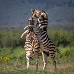 Two powerful Zebras fight with a lot of expression  © Kevin