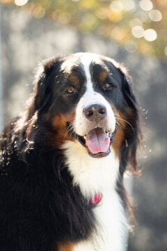 Bernese mountain dog portrait on outdoor background