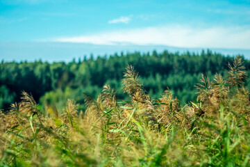 River vegetation set against green trees. © Anatoliy