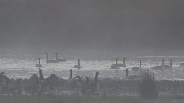 Canada Goose, Branta Canadensis, Birds on winter marshes at sunrise in fog