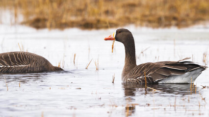 Greater White-fronted Goose pair swimming in Arctic wetland © Banu