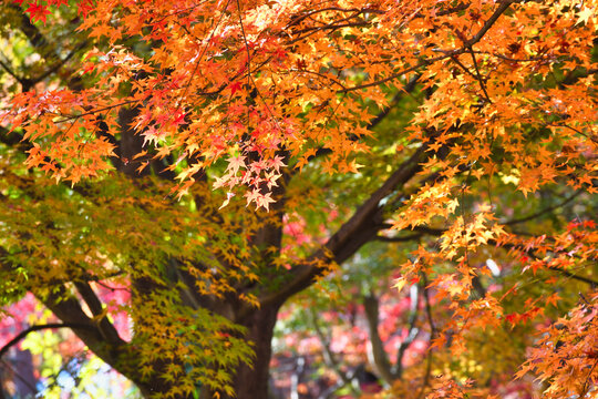 京都　東福寺　美しい秋のもみじの紅葉（日本京都府京都市）Kyoto : Tofukuji Temple: Beautiful autumn maple foliage (Kyoto City, Kyoto Prefecture, Japan)
