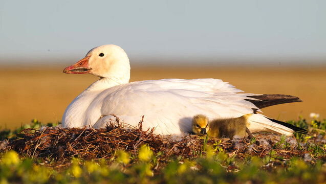 Snow Goose brooding gosling in Arctic tundra nest