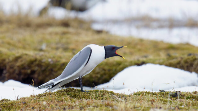 Sabine's Gull calling on Arctic tundra, Teshekpuk Lake
