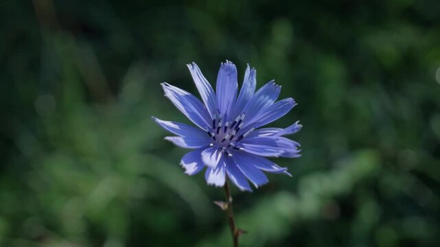 A blue common chicory flower gently sways in the wind against a soft, blurred green background. This handheld static shot captures the wildflower in summer daylight.